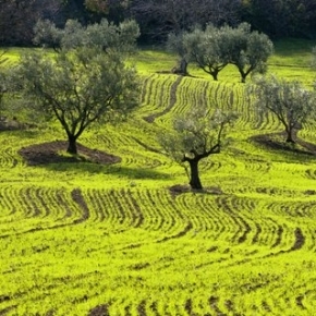 The third edition of international olive oil competition Extrascape takes place in San Martino in Pensilis, a small village in Southern Molise (photo credits extrascape.org)